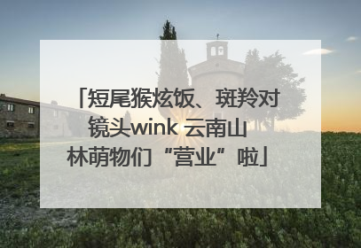 短尾猴炫饭、斑羚对镜头wink 云南山林萌物们“营业”啦