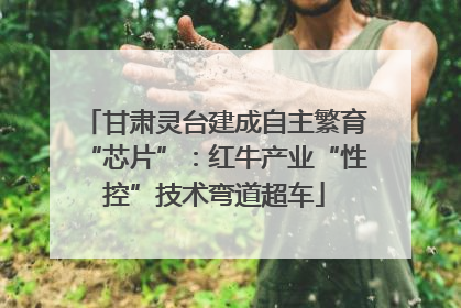 甘肃灵台建成自主繁育“芯片”：红牛产业“性控”技术弯道超车