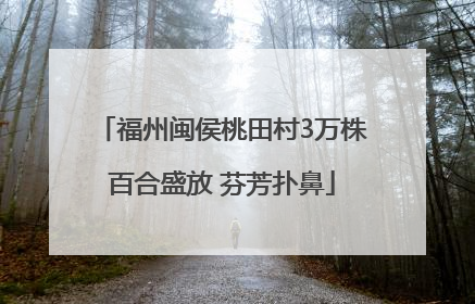 福州闽侯桃田村3万株百合盛放 芬芳扑鼻