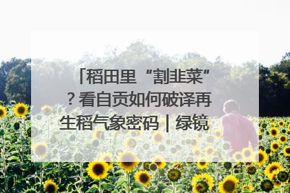 稻田里“割韭菜”？看自贡如何破译再生稻气象密码｜绿镜头·发现中国