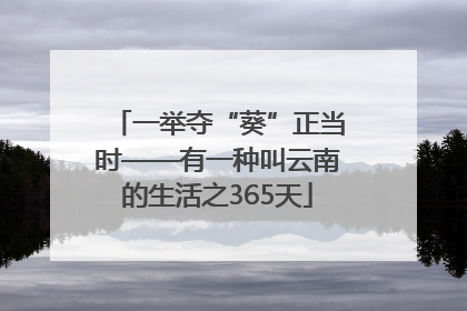 一举夺“葵”正当时——有一种叫云南的生活之365天