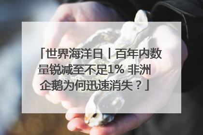 世界海洋日丨百年内数量锐减至不足1% 非洲企鹅为何迅速消失？