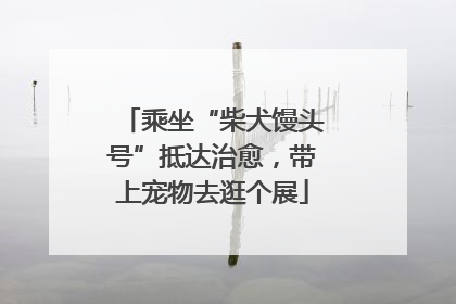 乘坐“柴犬馒头号”抵达治愈，带上宠物去逛个展