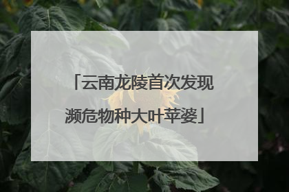 云南龙陵首次发现濒危物种大叶苹婆