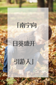 南宁向日葵盛开引游人