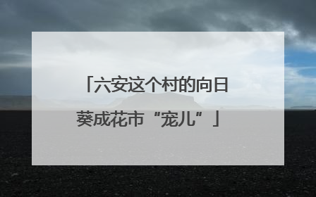 六安这个村的向日葵成花市“宠儿”
