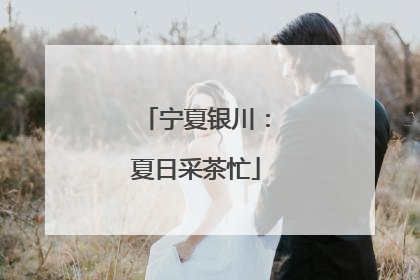 宁夏银川：夏日采茶忙