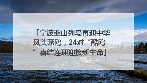 宁波韭山列岛再迎中华凤头燕鸥，24对“酷鸥”喜结连理迎接新生命