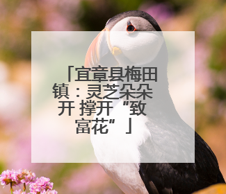 宜章县梅田镇：灵芝朵朵开 撑开“致富花”
