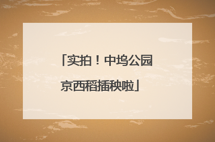 实拍！中坞公园京西稻插秧啦