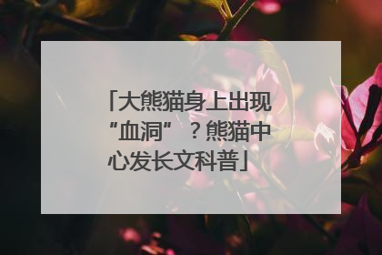 大熊猫身上出现“血洞”？熊猫中心发长文科普