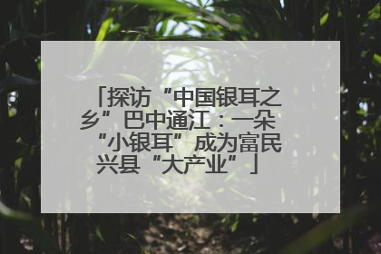 探访“中国银耳之乡”巴中通江：一朵“小银耳”成为富民兴县“大产业”