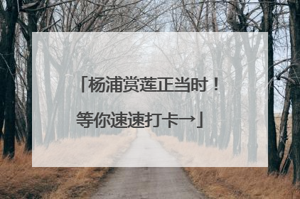 杨浦赏莲正当时！等你速速打卡→