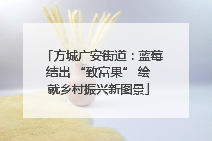 方城广安街道：蓝莓结出 “致富果” 绘就乡村振兴新图景