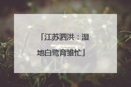 江苏泗洪：湿地白鹭育雏忙