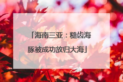海南三亚：糙齿海豚被成功放归大海
