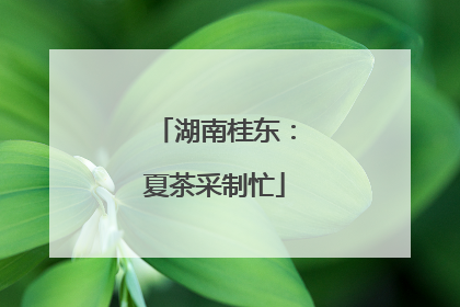 湖南桂东：夏茶采制忙