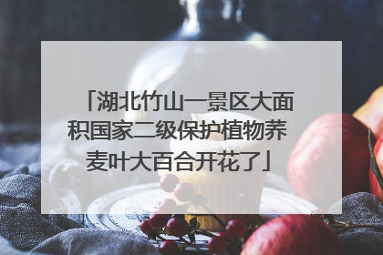 湖北竹山一景区大面积国家二级保护植物荞麦叶大百合开花了