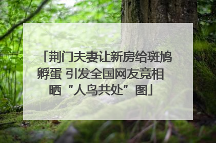 荆门夫妻让新房给斑鸠孵蛋 引发全国网友竞相晒“人鸟共处”图