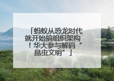 蚂蚁从恐龙时代就开始搞组织架构！华大参与解码“昆虫文明”