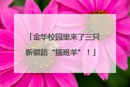 金华校园里来了三只新疆籍“插班羊”！