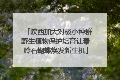 陕西加大对极小种群野生植物保护培育让秦岭石蝴蝶焕发新生机