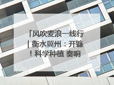 风吹麦浪一线行｜衡水冀州：开镰！科学种植 奏响丰收序曲