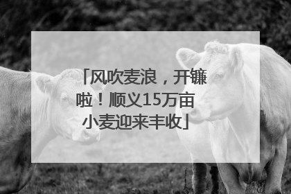 风吹麦浪，开镰啦！顺义15万亩小麦迎来丰收